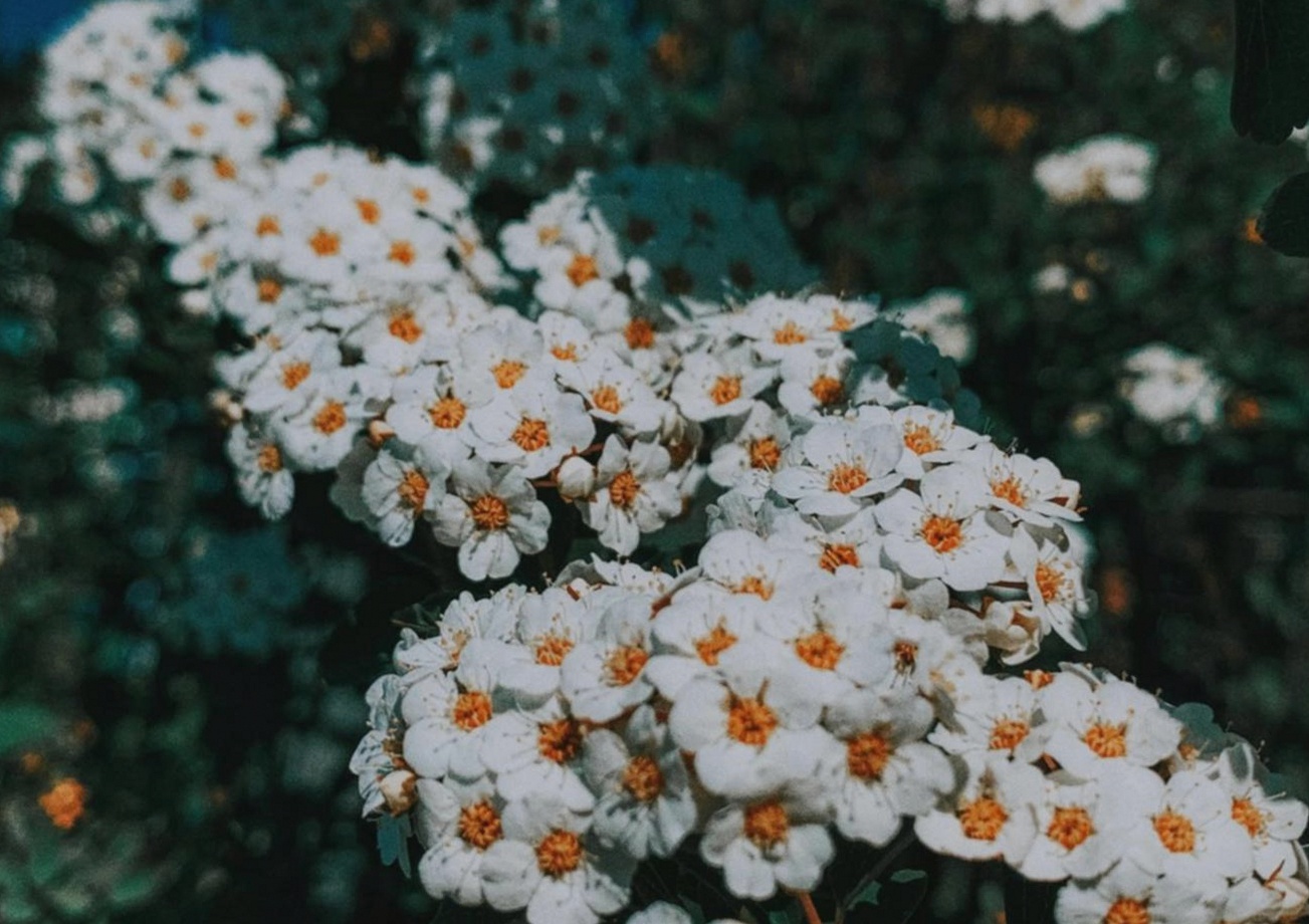 Could a Mobile Florist Work for Your School Fundraiser?